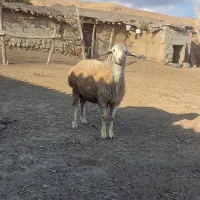 بره قوچ دامازدغ چال