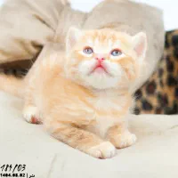 گربه اسکاتیش بریتیش پرشین|گربه|تبریز, |دیوار