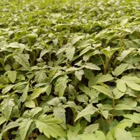 نشا متین .نشا 8320.نشا 4129قیمت توافقی