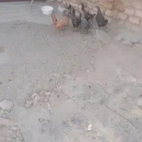 خروس ومرغ