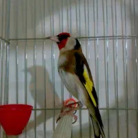 سهره نر جفتی