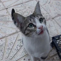 گربه ماده گمشده قم،بوستان الغدیر،بلوارغدیر،پردیسان|حیوانات|قم, پردیسان|دیوار