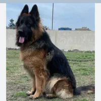 سگ ژرمن جفت|سگ|چهارباغ, |دیوار