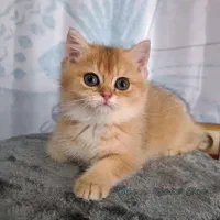 یه تیکه بریتیش قند