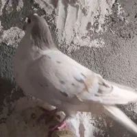 سگ کبوتر.مرغ خروس جوجه بقلمون بره بزغاله