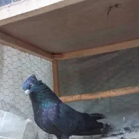 دوتا دونه کبوتر مشکی زاغ نر دونه ایی ۷۰۰۰۰۰