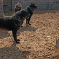 سگ بومی|سگ|اصفهان, منتظرالمهدی|دیوار