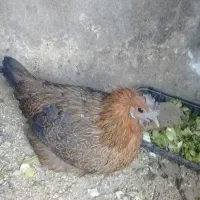 مرغ رسمی|حیوانات مزرعه|ری, حمزه‌آباد|دیوار