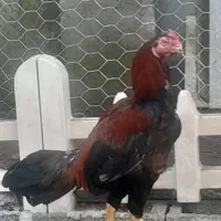 خروس لاری ۹ ماهه نسل دار