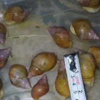 حلزون تعداد زیاد فقط دانه ای  پانزده هزار تومان|خزنده|قزوین, |دیوار