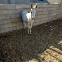 کره الاغ نر سفید