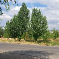 ویلا کنار پل معلق و چسبیده به پارک جنگلی|اجارهٔ کوتاهمدت ویلا و باغ|مشگین شهر, |دیوار