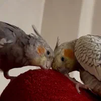 عروس هلندی جفت