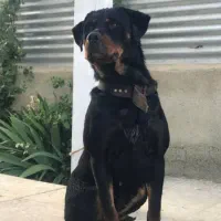 روت وایلر ماده