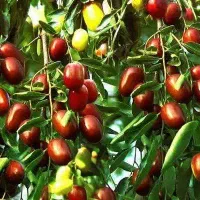 تولید نهال عناب خرمایی رقمی پربار و تجاری