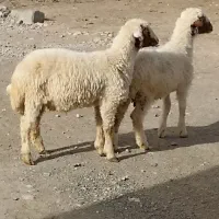 بره گوسفند بز گاو گوساله میش