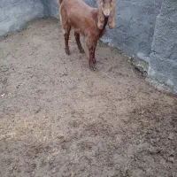 یک راس بز ماده فروشی|حیوانات مزرعه|خان ببین, |دیوار