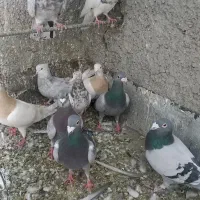 کبوتر سرحال پرشی