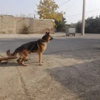 سگ ژرمن