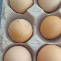 تخم مرغ محلی