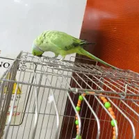 طوطی ملنگو رام سخنگو|پرنده|زرند, |دیوار