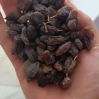 کشمش آفتابی بوانات|خوردنی و آشامیدنی|شیراز, مسکن مهر شیراز|دیوار