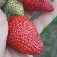 فروش گلخانه