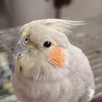 عروس هلندی گمشده