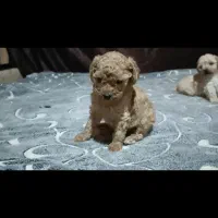 تتوی پپودل سایز صفر لطفا توضیحات بخونید