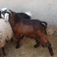 ۱ عدد نر بزه پاکستان|حیوانات مزرعه|ماهدشت, |دیوار