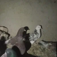 شازده سرور|پرنده|درگزین, |دیوار