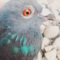 جفت کبوتر سبز