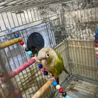 طوطی گرینچیک به شرط تخم و جوجه