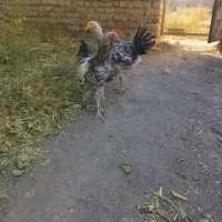 خروس