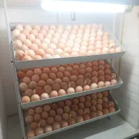 دستگاه جوجه کشی