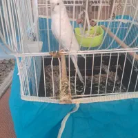 قناری عروس هلندی سخنگو|پرنده|کرمان, |دیوار