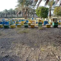 زنبورفروشی