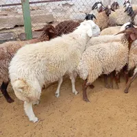 قوچ فروشی