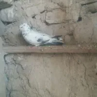 کاشانی|پرنده|مسجد سلیمان, |دیوار