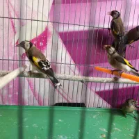 سهره رسمی نر|پرنده|وحیدیه, |دیوار
