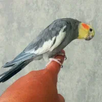 عروس هلندی سخنگو