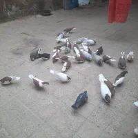 ۳۴عدد کبوتر خوشرنگ