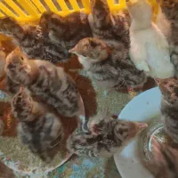 جوجه بوقلمون