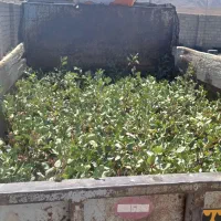 نهال پسته|گل و گیاه طبیعی|خواف, |دیوار