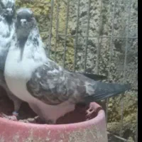 کبوترماده اینجوری داری پیام بده