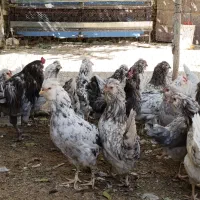 جوجه گلین طوسی|حیوانات مزرعه|اصفهان, دانشگاه اصفهان|دیوار