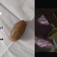 حر مهرءگ