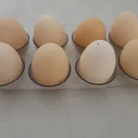 تخم مرغ نطفه دار گلین|حیوانات مزرعه|شهرضا, |دیوار