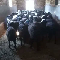 فروش میش وبره ماده ونر|حیوانات مزرعه|ساوه, |دیوار