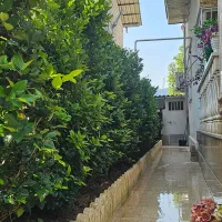 لاوسون کاج طلایی ریشه پرس سطل ۱۲|گل و گیاه طبیعی|نوشهر, |دیوار